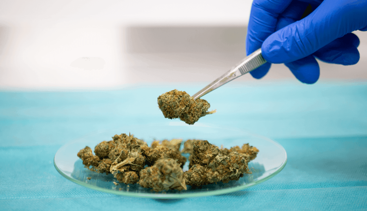 Pipette mit Cannabisblüten